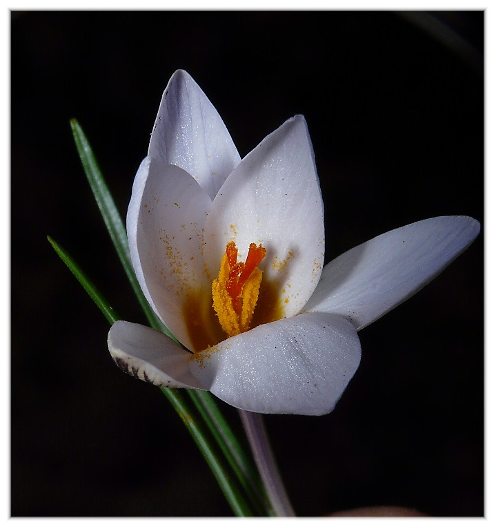 E'' arrivata  primavera.-Crocus biflorus e  Anemone hortensis